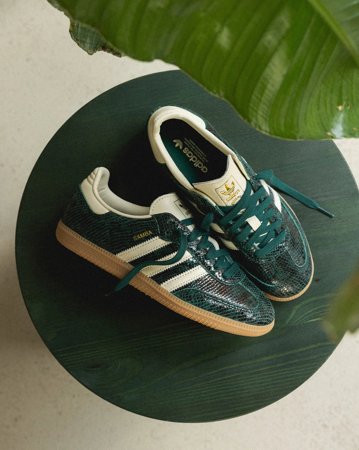Samba OG W